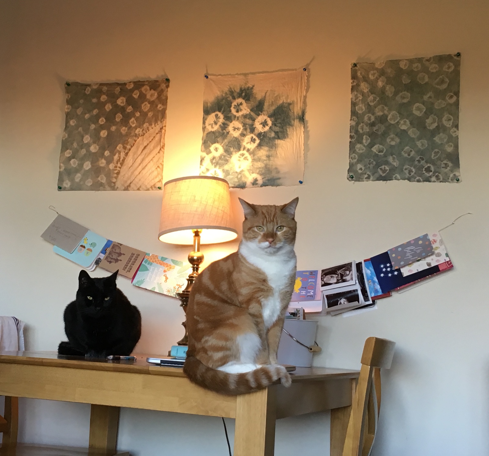 The two cats